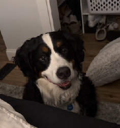 POTPUNO JE NEODOLJIV Od vlasnika traži samo jednu stvar svako veče - pogledajte kako to izgleda