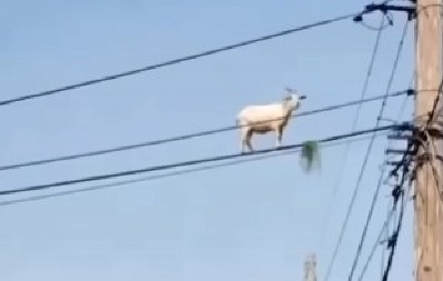 PA, LJUDI, KAKO JE OVO MOGUĆE? Koza VISI NA DALEKOVODU 6 METARA IZNAD ZEMLJE – reakcija prolaznika je totalni hit! (VIDEO)