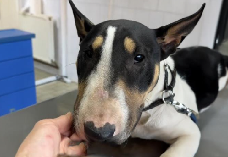 TUŽNA SUDBINA KERUŠE HERE Traži dom, grozan je razlog zbog kog je bez njega ostala (VIDEO)