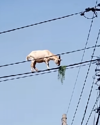 LJUDI GLEDAJU U NEVERICI Koza se popela na dalekovod i i pase travu, ovako nešto još niste videli (VIDEO)