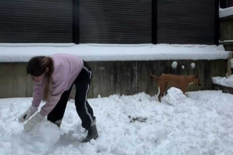 SRCE PUCA OD SLATKOĆE! Pas Nala uništila sneška i rasplakala vlasnike – SNIMAK ODUŠEVIO CEO SVET! (VIDEO)