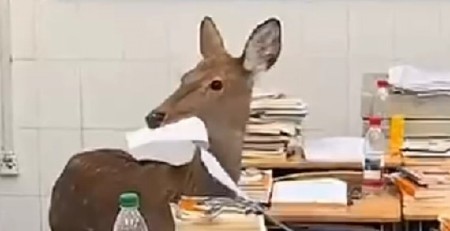 NEVIĐENA DRAMA U ŠKOLI! Jelen se zaleteo u učionicu i krenuo da žvaće sveske – đaci vrištali, internet u neverici! (VIDEO)