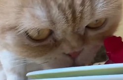 SKANDAL TRESE MREŽE! Influenserka prvo KRSTILA mačora, a sada pokazala šta mu služi za doručak – internet u ŠOKU, ljudi ne veruju šta gledaju!