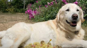 PAS USVOJIO PAČIĆE NA IMANJU I NE ISPUŠTA IH IZ VIDA Dirljiva scena obišla svet i raznežila ljude - ovo se retko viđa