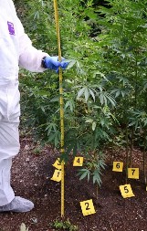 ODAO IH RAČUN ZA STRUJU  Srpski državljani uhapšeni, a policija je otkrila  plantažu