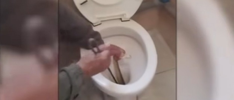 KAMERA SNIMILA JEZIV PRIZOR Zver se dve nedelje skrivala u wc šolji i TERORISALA STANARE - noćna mora u kupatilu porodične kuće! (VIDEO)