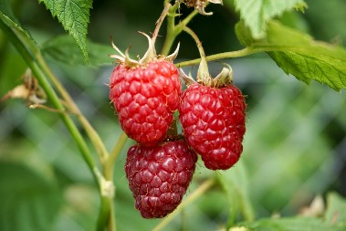 U Arilju beru maline, a zima je pred vratima – cena kasne sorte je da se smrzneš