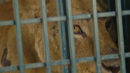 NAPAD NA ZOOLOŠKI VRT U ZAPOROŠKOJ OBLASTI: Lav ranjen šrapnelima