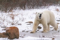 DNK POLARNIH MEDVEDA SE PROMENIO Naučnici došli do šokantnog otkrića