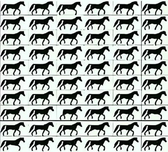 IMATE LI OKO SOKOLOVO?! Pronađite konja bez repa pre nego što vreme istekne – samo NAJBRŽI uspevaju!