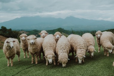 Ustaju pre svih i ne beže od posla – brat i sestra čuvaju više od 500 ovaca i jaganjaca na porodičnoj farmi