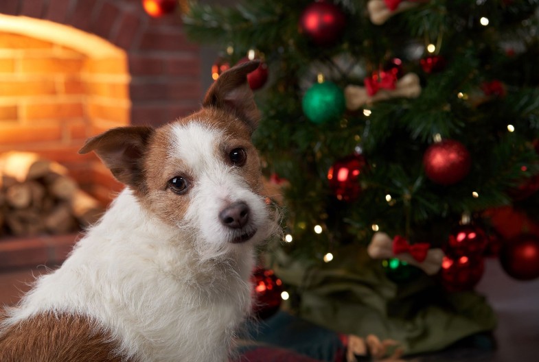MOGU DA SE OTRUJU Ovu prazničnu hranu nikako nemojte davati ljubimcima, izbegnite posetu veterinaru