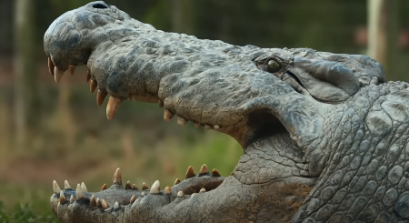 KROKODIL ZGRABIO DEČAKA (10) I ODVUKAO GA POD VODU Meštani snimili jezive scene