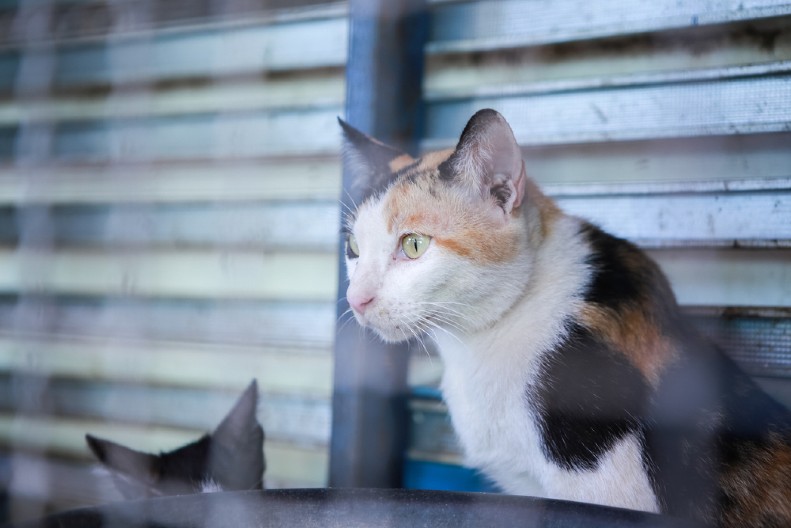 OVAKVU MAČKU JOŠ NISTE VIDELI Ljudi na mrežama ne prestaju da se čude - "Izgleda kao da je nacrtana"