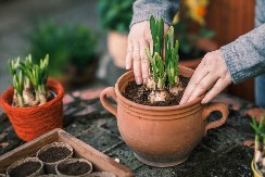 Kako da sačuvate dalije preko zime: Korak po korak