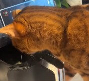 Prvi u istoriji, mačak krimos – vlasnica kažnjena sa 1.250 evra, njen ljubimac odlazio kod komšije