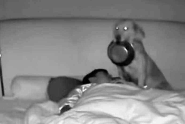 MISLIO JE DA SANJA, A ONDA JE VRIŠTAO Pas mu je prišao dok je spavao, a on umalo da dobije srčku - zaboleće vas stomak od smeha! (VIDEO)