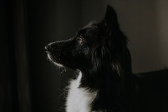 KAD GA JE PAS PROBUDIO U POLA NOĆI, SLEDIO SE OD STRAHA Urnebesan snimak kruži mrežama - video je hit