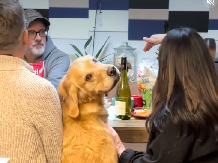 HIT VIDEO OSVOJIO LJUDE NA MREŽAMA Pogledajte kako se ovaj pas izborio za svoje mesto za stolom