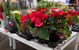 PRELEPA BOŽIĆNA ZVEZDA ĆE VAM DUGO TRAJATI AKO JE PRAVILNO NEGUJETE Nekoliko stvari je najvažnije