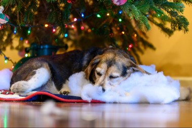 STARI PAS OTOPIO SRCA LJUDI NA MREŽAMA Pogledajte kako uživa ispod jelke