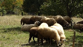  UBIO KOMŠIJE ZBOG OVACA  Osumnjičenom produžen pritvor