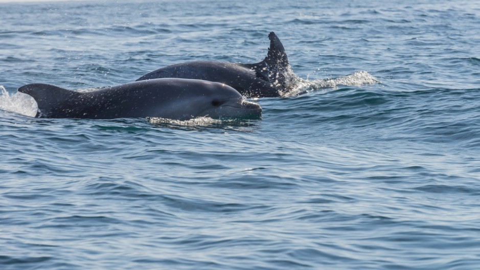 ŠOK OTKRIĆE NAUČNIKA Pratili delfine kamerom, pa otkrili njihovu mračnu stranu - nikad nisu videli ništa slično