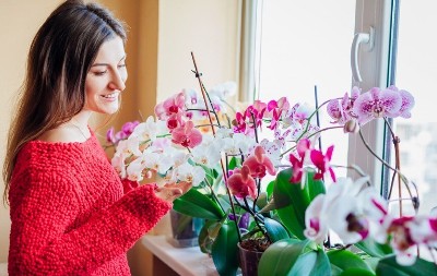 Moja orhideja cveta bez prestanka! Hranim je namirnicom iz kuhinje koja je čudo za cveće