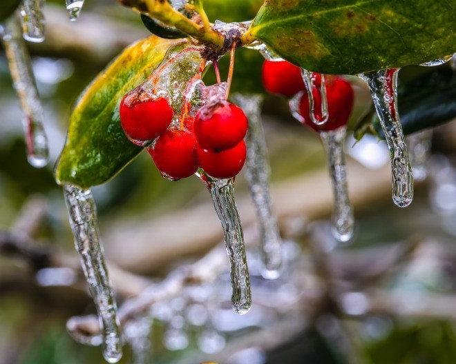 ZAŠTITITE BAŠTU OD ZIME Mraz joj neće moći ništa kada primenite ovih 5 koraka, biljke će vam biti zahvalne