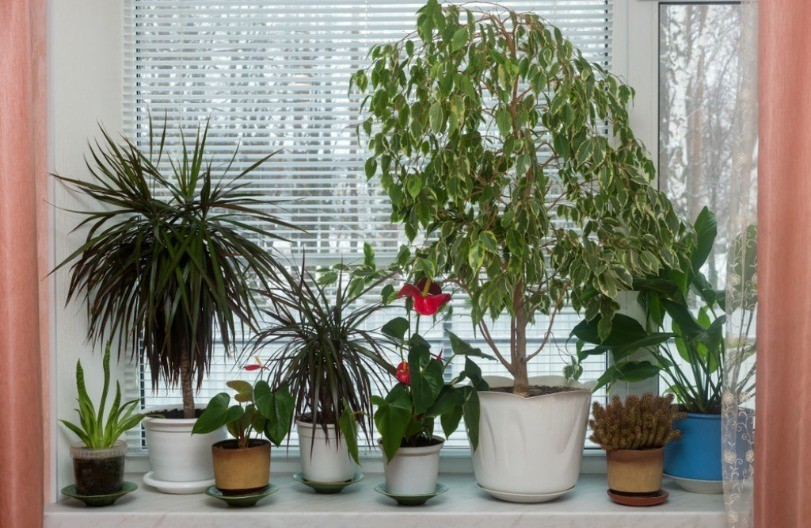 Obavezno unesite ove tri biljke u svoj dom 1. januara: Donose sreću, ljubav i prosperitet