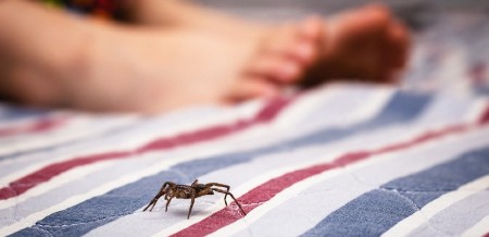 PAUCI VAS NAPADAJU U SOPSTVENOM DOMU? Jedan stari trik rešava problem odmah!