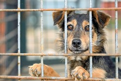 BIVŠI JOJ UKRAO PSA I POSLAO GA NA EUTANAZIJU: Njena reakcija šokirala ceo svet! (FOTO)