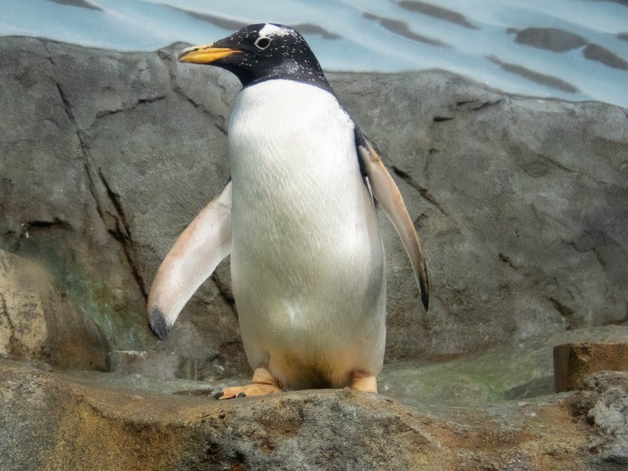 PRESLATKA SCENA Pogledajte džentlmensko ponašanje ovog pingvina - ljudi skidaju kapu