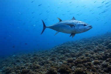 Najskuplja tuna u istoriji - Jedna riba prodata za 2,7 miliona evra 