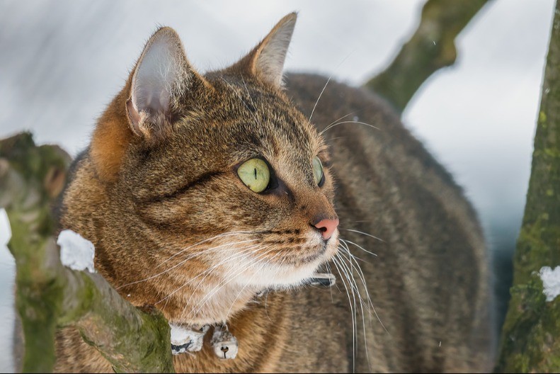MAČKA POBEGLA OD KUĆE, PA SE POKUNJENO VRATILA Ljudi umiru od smeha - ta faca se ne zaboravlja
