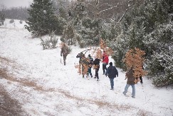 Nikako u ovo vreme, ni na ovo mesto: Kada se Badnjak unosi u kuću i gde treba da stoji?