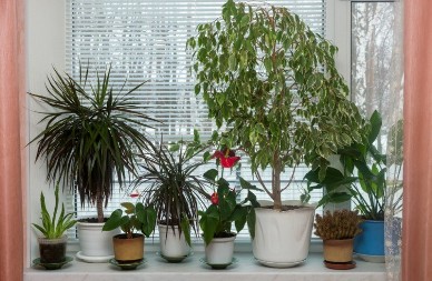 Biljke vam venu zimi i ništa ne pomaže? Ovaj trik iz kuhinje vraća ih u život za 24 sata