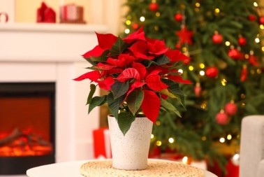 Kako da božićna zvezda opstane do sledeće godine? U startu izbegnite 1 grešku koju mnogi prave