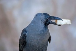POGLEDAJTE ŠTA JE OVA VRANA DONELA ČOVEKU KOJI JE HRANI Neodoljivi video oduševio ljude na mrežama 