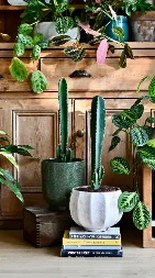 OVE BILJKE SE NE POKLANJAJU U narodu se smatraju magnetom za svađu i neslogu