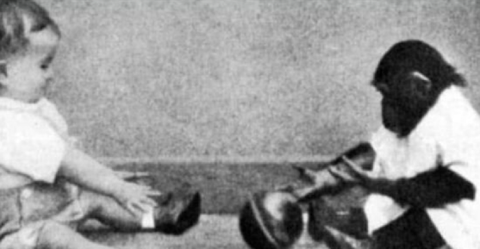 KAKO JE EKSPERIMENT SA ŠIMPANZOM UTICAO NA DEČJI RAZVOJ Naučna istraživanja otkrivaju tajne napretka