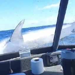 AU, KAKVA DRAMA NA SRED MORA Morska zver skočila na palubu broda, turisti zanemeli od šoka! (VIDEO)