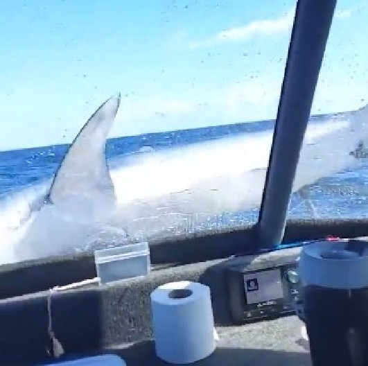 AU, KAKVA DRAMA NA SRED MORA Morska zver skočila na palubu broda, turisti zanemeli od šoka! (VIDEO)