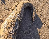 ŠETALA PSA, PA NAIŠLA NA BEZGLAVO STVORENJE Niko nema pojma šta je, stručnjaci zanemeli od šoka! (FOTO)