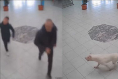 INCIDENT U ŠKOLI U SUVOJ RECI Krvoločan pas ušao u zgradu i izujedao učenike, ubio ga policajac