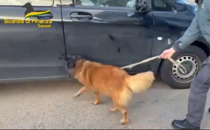 PAS DŽOJ OTKRIO KOKAIN Srpski državljanin pao u Italiji zbog šverca 11 kila narkotika