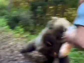 POKUŠAO DA NAHRANI DIVLJU ZVER, A ONDA SE U SEKUNDI DESIO HOROR Brutalan napad koji ga je zamalo koštao života! (VIDEO)