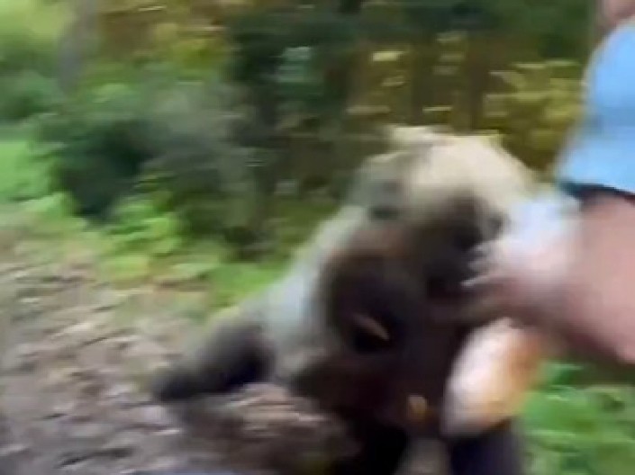 POKUŠAO DA NAHRANI DIVLJU ZVER, A ONDA SE U SEKUNDI DESIO HOROR Brutalan napad koji ga je zamalo koštao života! (VIDEO)