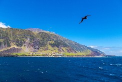 SENZACIJA NA UDALJENOM OSTRVU Snimljena ptica ''mutant'', pravi je magnet za predatore! (VIDEO)