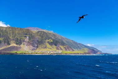 SENZACIJA NA UDALJENOM OSTRVU Snimljena ptica ''mutant'', pravi je magnet za predatore! (VIDEO)